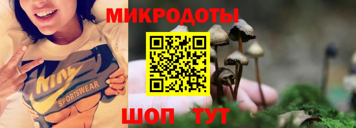 Псилоцибиновые грибы Psilocybe Тобольск
